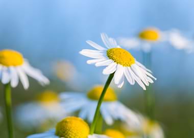 Beautiful Chamomile Flower