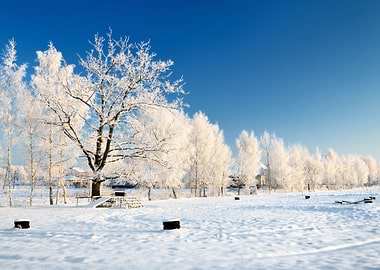 HoarFrost On Trees In Wint