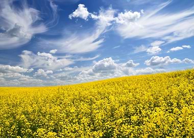 Yellow Rapeseed Field In L