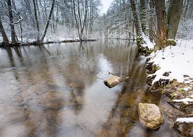 Winter River In Forest