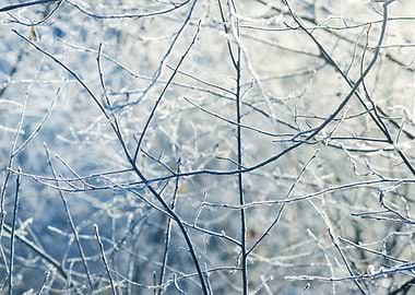 Frozen Winter Trees With T