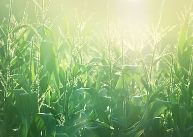 Corn Field CloseUp At The