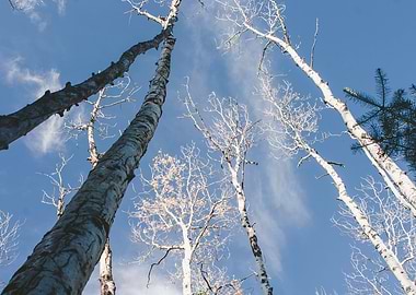 Birch Trees Above