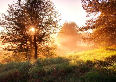Sunrise In Foggy Forest