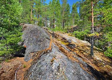 Forest On Granite Rocks An