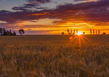 Sunset Over Cereal Field W