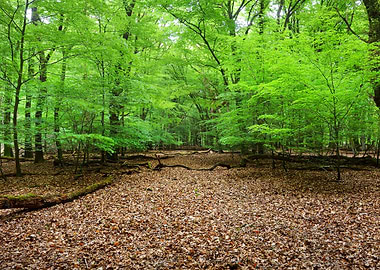 Spring Forest In The Nethe