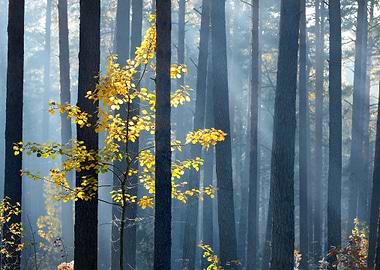 Colorful Lonely Tree In Th