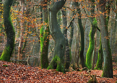 Autumn Forest In The Nethe