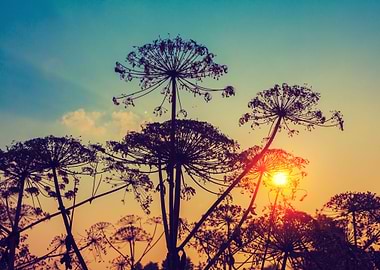 Rural Landscape Autumn Fie