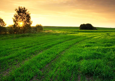 Young Green Cereal Field