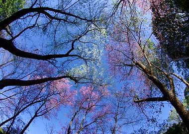 Pink Cherry Blossom With B