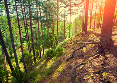 Sunset In Pine Forest