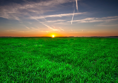 Young Cereal Field Sunset