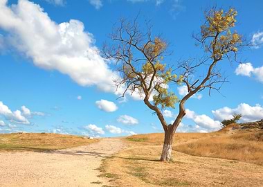Alone Tree Along The Road
