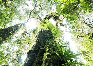 Rain Forest Tree At Doi In