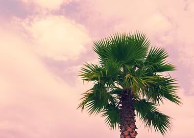 Palm Tree Krone Against Pi