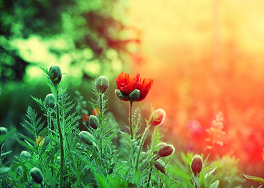 Poppy Field At Sunset
