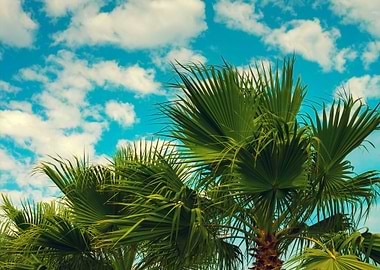 Palm Trees Against Sky Wit