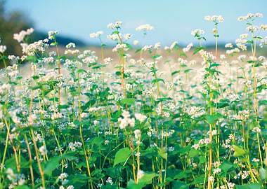 Blossoming Buckwheat Field