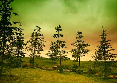 Landscape With Pine Trees