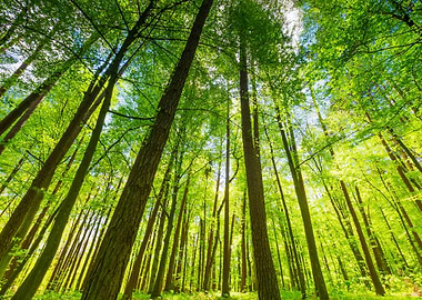 Green Springtime Forest