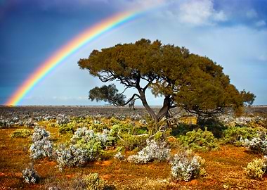 Rainbow Tree