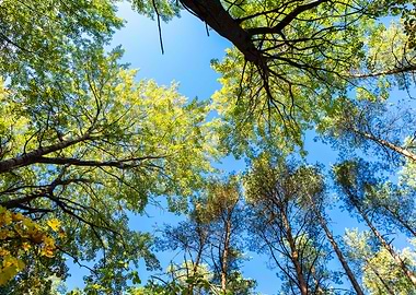 Autumnal Forest From Below