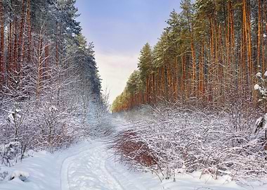 Pine Forest Covered With S