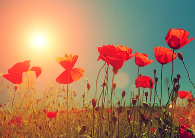 Sunset Over Poppies Field