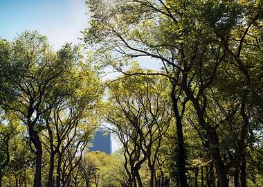Nyc Central Park Trees