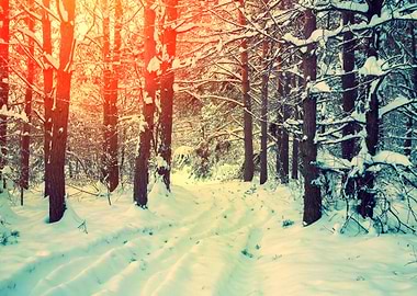 Winter Forest Covered With