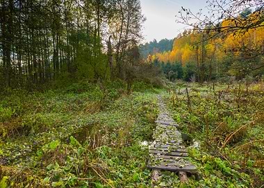 Beautiful Wild Autumnal Fo