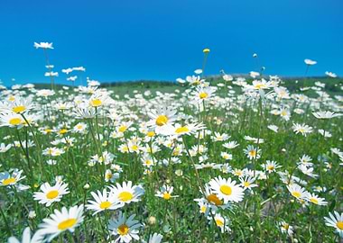 Chamomile Flowers Against