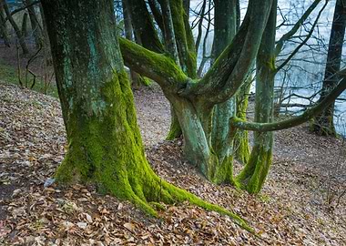 Springtime Wetlands Forest