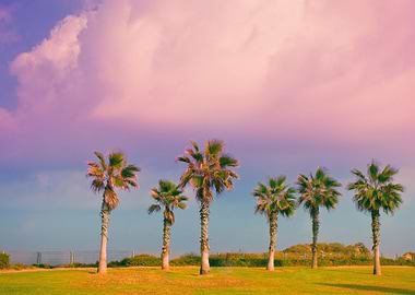 Tropical Beach With Palm T