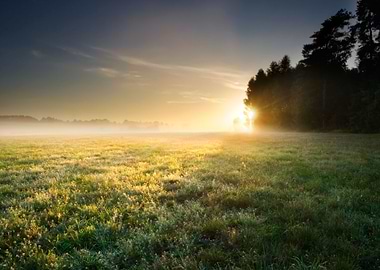 Foggy Meadow Sunrise