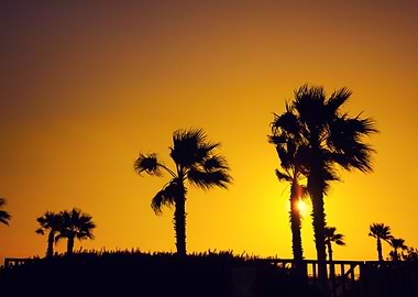 Palm Trees Silhouette Agai