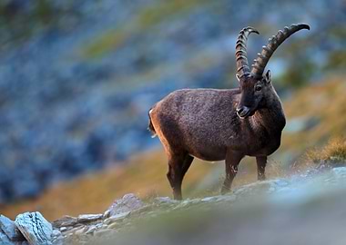 Antler Alpine Ibex Capra I