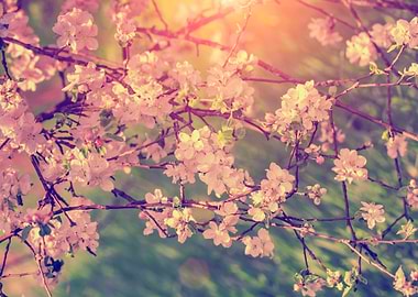 Vintage Blossoming Apple T