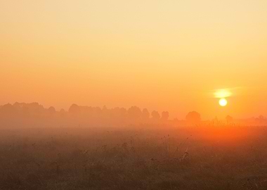 Foggy Morning Meadow
