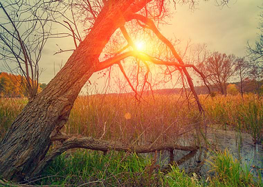 Misty Autumn Landscape At