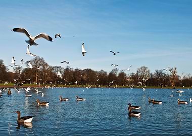 Ducks And Seagulls In Kens
