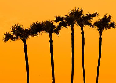 Sunset At Palm Tree On Sou