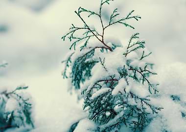 Small Fir Tree Covered Wit