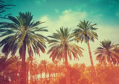 Palm Trees Against Sky At