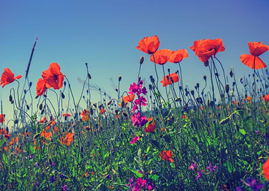Poppy Flowers Against The