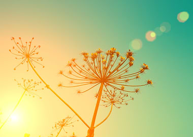 Rural Landscape Autumn Fie