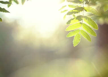 Green Leaves Nature Backgr