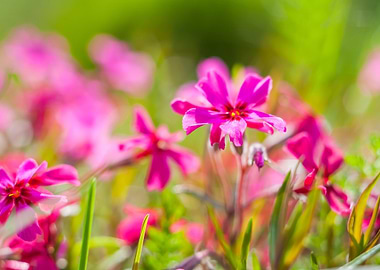 Pink Springtime Flowers